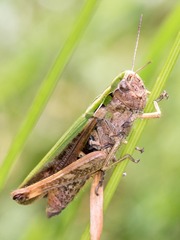 Omocestus viridulus