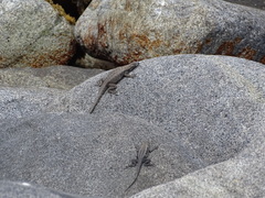 Microlophus atacamensis