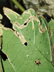 Agromyzidae