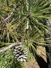 Pinus rigida