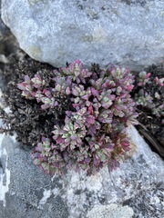 Oscularia deltoides