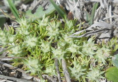 Ceratocephala falcata