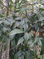 Callerya dielsiana