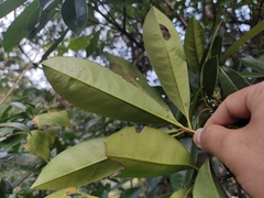 Photinia bodinieri