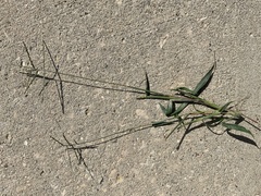 Digitaria ischaemum