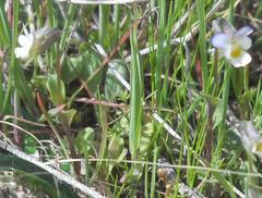 Viola kitaibeliana