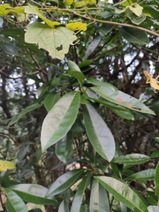 Photinia bodinieri