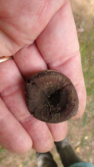 Coltricia cinnamomea