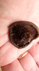 Coltricia cinnamomea