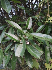 Photinia bodinieri