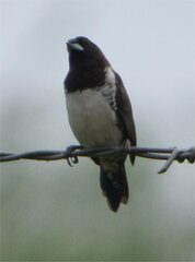 Spermestes cucullata