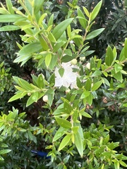 Myrtus