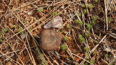 Coltricia cinnamomea