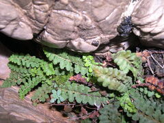 Asplenium petrarchae