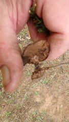 Coltricia cinnamomea