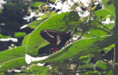 Parides proneus