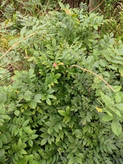 Wisteriopsis reticulata