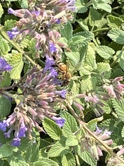 Apis mellifera