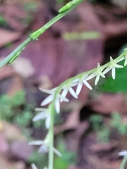 Petiveria alliacea