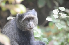 Cercopithecus mitis