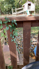 Dolichandra unguis-cati