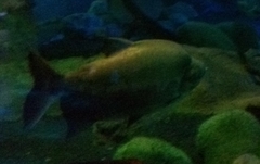 Piaractus brachypomus