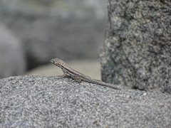 Microlophus atacamensis