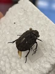 Trogidae