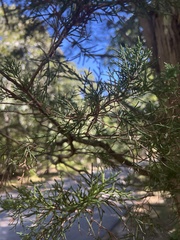 Pinus rigida