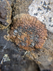 Lecanora pseudomellea