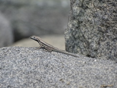 Microlophus atacamensis