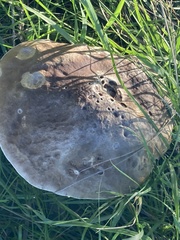 Xerocomellus chrysenteron