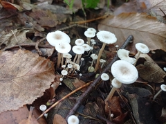 Collybia