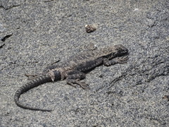 Microlophus atacamensis