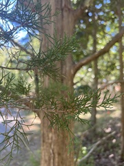 Pinus rigida