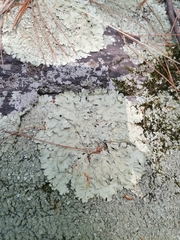 Flavoparmelia baltimorensis