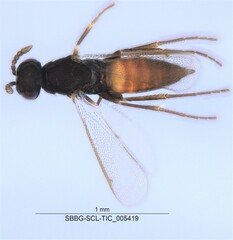 Eulophidae