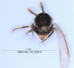 Eulophidae