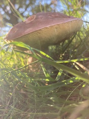 Xerocomellus chrysenteron