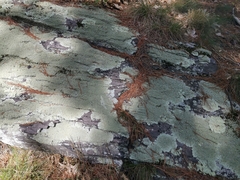 Flavoparmelia baltimorensis