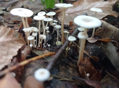 Collybia