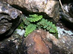 Asplenium petrarchae
