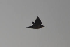 Hirundo rustica