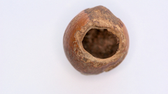 Muscardinus avellanarius