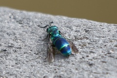 Chrysis ignita