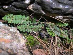 Asplenium petrarchae