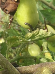 Helicoverpa armigera