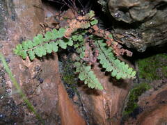 Asplenium petrarchae