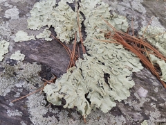 Flavoparmelia baltimorensis