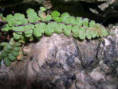 Asplenium petrarchae
